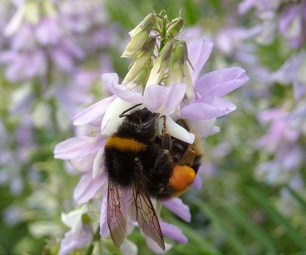 Plan B: Pakistan beekeepers widen pursuit of flowers