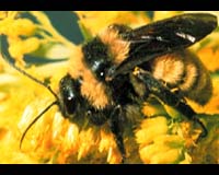 Biologists Link Important Information About All Bee Species