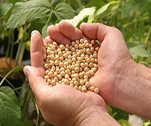 New and old threats to soybean production