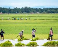U of T Mississauga professor discovers new origins for farmed rice