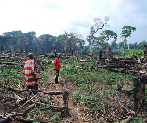 Greenpeace urges DR Congo to probe illegal forestry concessions