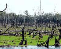 Flammable floodplains are weak spot of Amazon forest