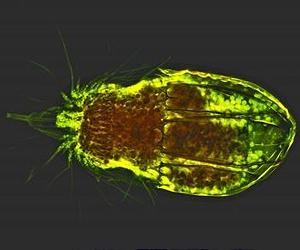 Explorers Census Hard-To-See Sea Life