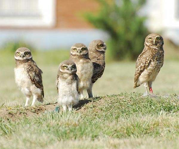 Owls may have inherited their night-hunting abilities from dinosaurs