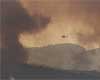 Australian wildlife devastated by fires, say carers