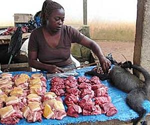 'Bushmeat' smuggling rife in Europe: report