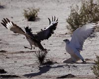 UAE falcon hospital a window into Emirati tradition
