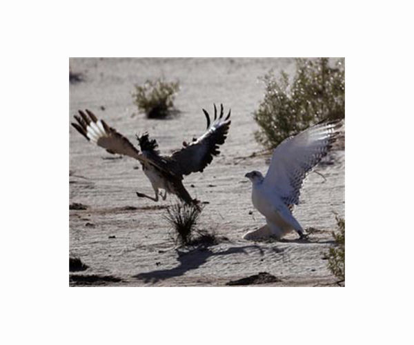 Novel hatchling raises hopes for endangered Indian bustard