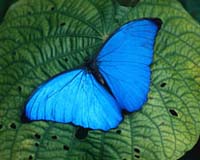Climate Change And Habitat Destruction Affect Butterfly Populations