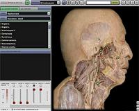 Cadavers beat computers for learning anatomy