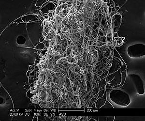 X-ray science taps bug biology to design better materials and reduce pollution