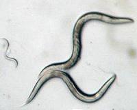 Space station worms help battle muscle and bone loss