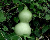 Frequent flyers, bottle gourds crossed the ocean many times