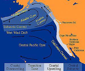 Pacific's California current likened to Africa's Serengeti Plain