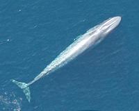 Study: Blue whales can't avoid barges, ocean liners