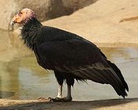 3D technology used to help California condors