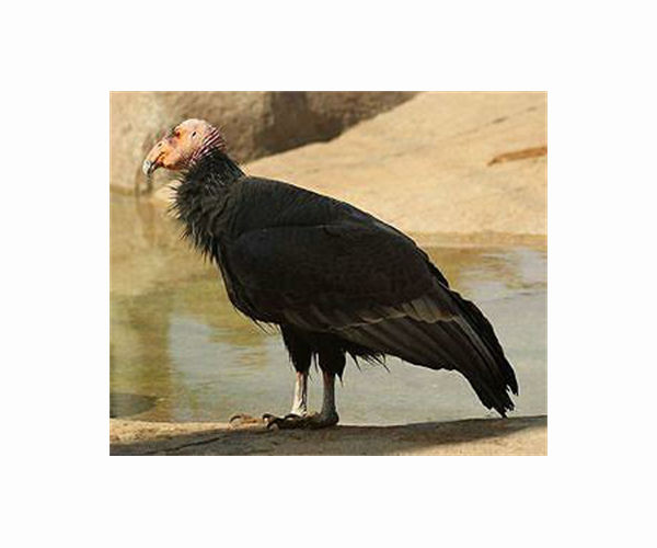 New genetic data bodes well for California's comeback condors