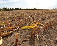 California drought 'to cost farmers $1.7 billion'