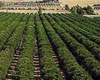 Perpetual Power Citrus Orchard