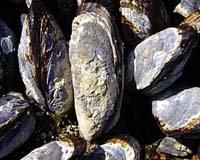 NOAA Reports Coastal Waters Show Decline In Contaminants
