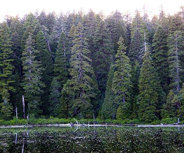 How Indigenous burning shaped the Klamath's forests for a millennia