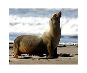 San Fran's famous sea lions now in Oregon