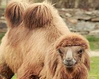 Camels emit less methane than cows or sheep