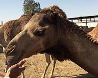 Common cold viruses originated in camels