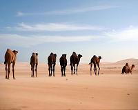 Genetic history of the 'ship of the desert' revealed