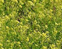 Growing Camelina and Safflower in the Pacific Northwest