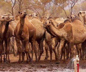 Kenya: camel's milk set for boom times
