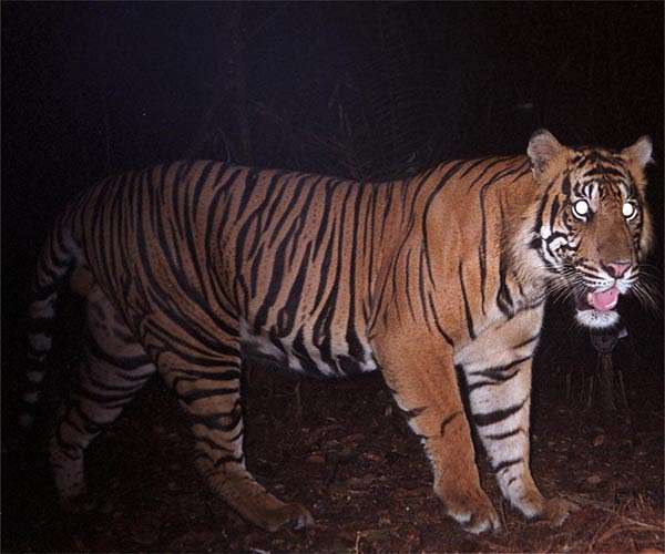 New tiger goes on the prowl in Johannesburg