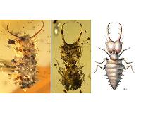 Insects were already using camouflage 100 million years ago