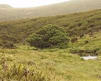 'Loneliest tree in the world' offers evidence of Anthropocene's beginning