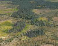 Scientists record rapid carbon loss from warming peatlands