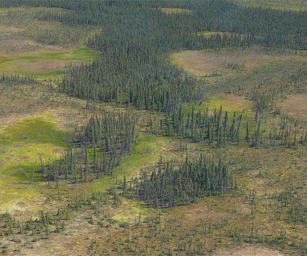 Planting trees in the Arctic may worsen climate change