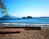 Beaches near San Francisco littered with velellas