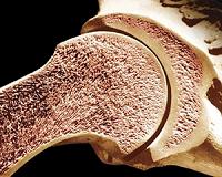 Bone research could yield stronger synthetic materials