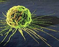 Paul Allen donates $100 million for research on the human cell