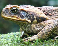 Racing Cane Toads Reveals They Get Cold Feet On Southern Australia Invasion