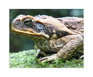 Cane toads wiping out crocodiles Down Under: study