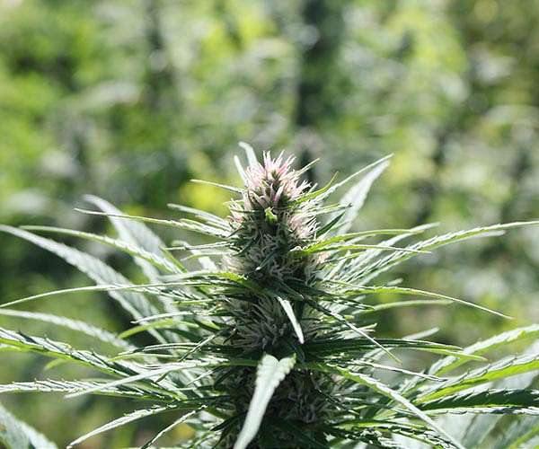 World's tallest 'hemp hotel' trails South Africa's green credentials