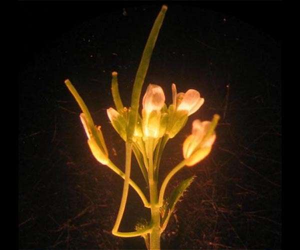 Botanists discover previously unknown plant body part
