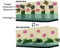Catching and releasing tiny molecules
