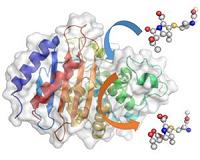 Scientific breakthrough will help design the antibiotics of the future