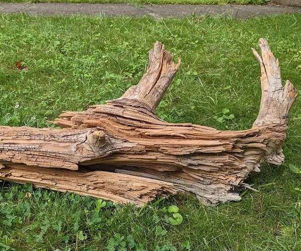 Ancient wood burial may inspire new low-cost carbon storage method