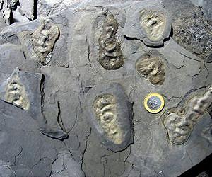 Lots of oxygen does not necessarily lead to the evolution of advanced life