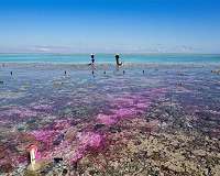 Coral reef experiment shows: Acidification from carbon dioxide slows growth