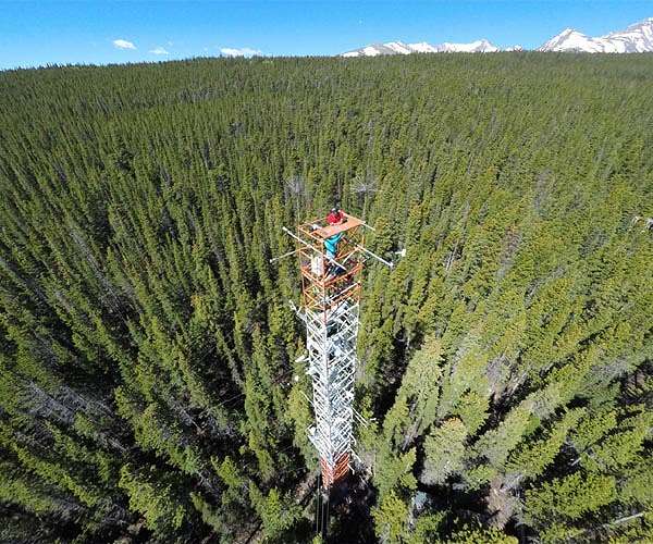 Forests may flip from CO2 'sink' to 'source' by 2050