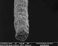 Rice rolls 'neat' nanotube fibers